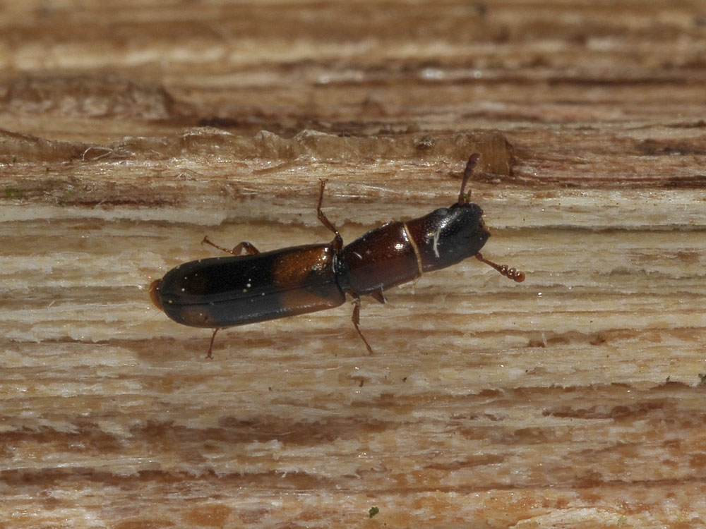 Nemozoma caucasicum (Trogositidae)